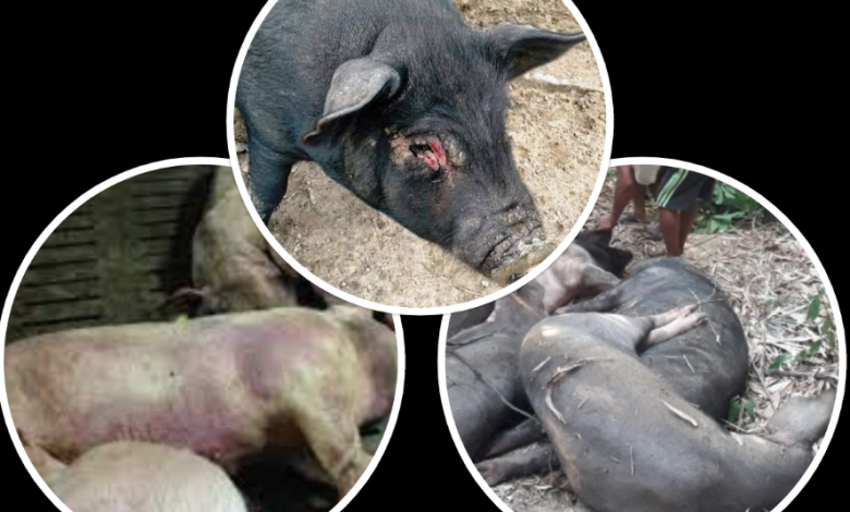 पर्वतमा अफ्रिकन स्वाइन, ४६ बङ्गुर मरे