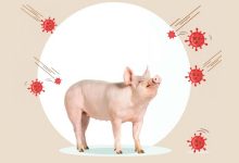 Photo of रौतहटमा ‘स्वाइन फिभर’लागेर बङ्गुर मर्न थाले