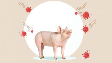 Photo of रौतहटमा ‘स्वाइन फिभर’लागेर बङ्गुर मर्न थाले