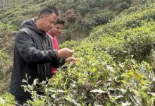 Photo of इलामका बगानमा चिया टिप्ने चटारो