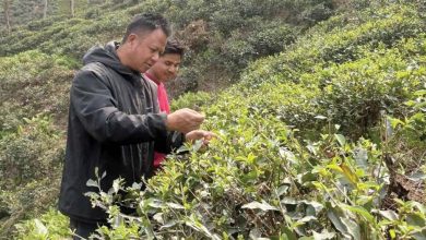 Photo of इलामका बगानमा चिया टिप्ने चटारो