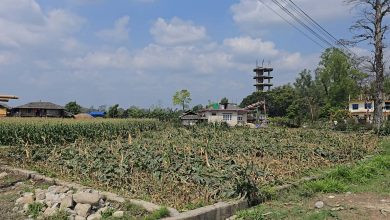 Photo of रौतहटमा असिना र हावाहुरीले अन्नबालीमा ठुलो क्षति