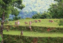 Photo of बाँदरका कारण बाँझिदै खेतीयोग्य जमिन