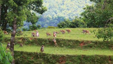Photo of बाँदरका कारण बाँझिदै खेतीयोग्य जमिन