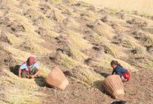 Photo of हिउँदेबाली भित्र्याउन रुकुम पूर्वका किसानलाई चटारो