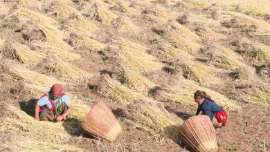 Photo of हिउँदेबाली भित्र्याउन रुकुम पूर्वका किसानलाई चटारो