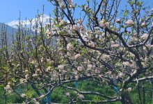 Photo of स्याउका बोट सेताम्मे