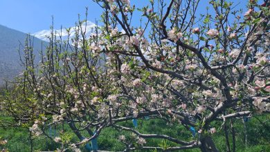 Photo of स्याउका बोट सेताम्मे