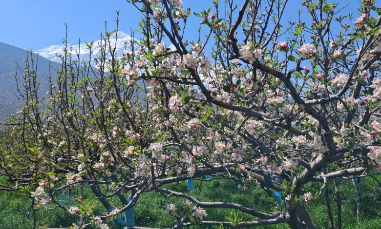 स्याउका बोट सेताम्मे – सार्वजनिक सेवा प्रसारण संस्था स्याउका बोट सेताम्मे – सार्वजनिक सेवा प्रसारण संस्था