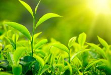 Photo of आज वनस्पति दिवसः हरित अर्थतन्त्रको विकासमा जोड