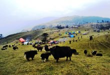 Photo of रसुवामा वैशाख १३, १४ र १५ गते चौँरी महोत्सव