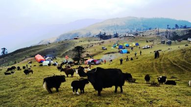 Photo of रसुवामा वैशाख १३, १४ र १५ गते चौँरी महोत्सव