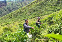 Photo of वडाध्यक्षको एउटा जुक्तिले बदलियो गाउँको परिचय