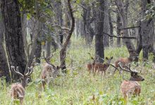 Photo of छ महिनामा दुई हजार छ सय पर्यटकले गरे शुक्लाफाँटा भ्रमण