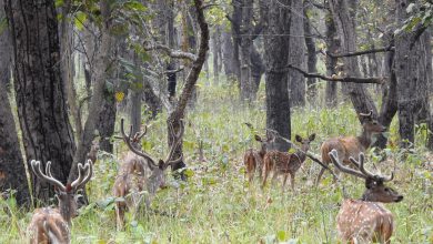 Photo of छ महिनामा दुई हजार छ सय पर्यटकले गरे शुक्लाफाँटा भ्रमण
