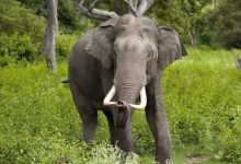 Photo of हात्तीको उपद्रो रोक्न भत्किएका विद्युतीय घेराबेरा मर्मत गरिँदै