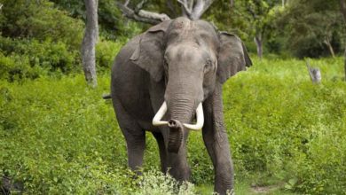 Photo of हात्तीको उपद्रो रोक्न भत्किएका विद्युतीय घेराबेरा मर्मत गरिँदै