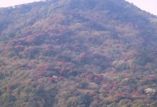 Photo of ‘मुन्दुम पदमार्ग’ क्षेत्रमा गुराँस ढकमक्क