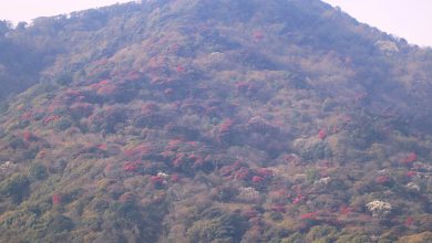 Photo of ‘मुन्दुम पदमार्ग’ क्षेत्रमा गुराँस ढकमक्क