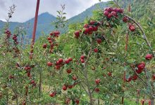 Photo of जुम्लामा बाउन्न हेक्टर क्षेत्रफलमा फुजी स्याउको खेती