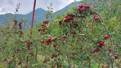 Photo of जुम्लामा बाउन्न हेक्टर क्षेत्रफलमा फुजी स्याउको खेती
