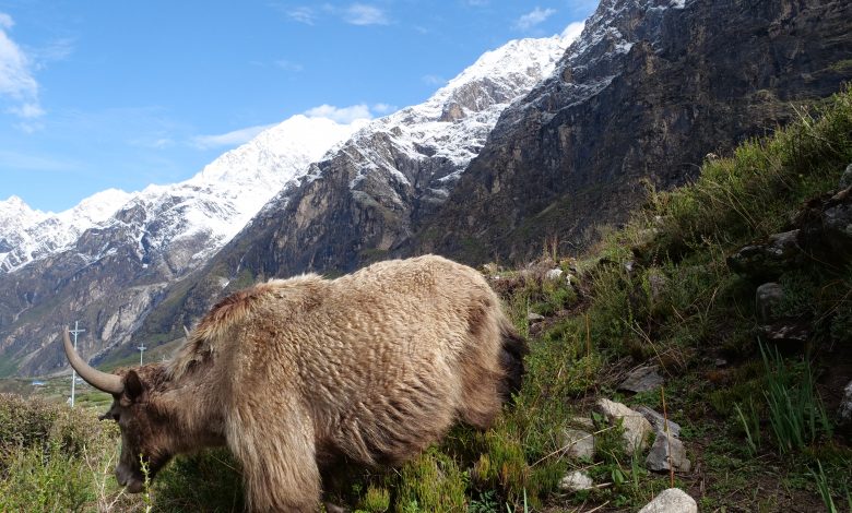 याक तथा चौरीको प्रवर्द्धनका लागि राष्ट्रिय याक दिवस मनाइने