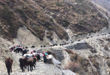 Photo of छेकम्पारवासी यार्सागुम्बा सङ्कलन गर्न लेकतिर