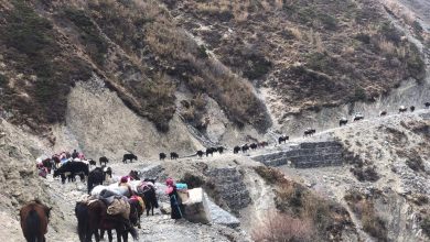 Photo of छेकम्पारवासी यार्सागुम्बा सङ्कलन गर्न लेकतिर