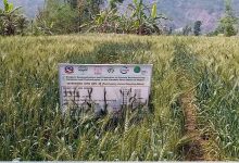 Photo of पर्वतमा गहुँबालीको प्रजनन बिउ उत्पादन गरिँदै