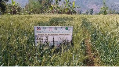 Photo of पर्वतमा गहुँबालीको प्रजनन बिउ उत्पादन गरिँदै