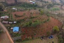 Photo of लुङ्गिनका किसान व्यावसायिक सुन्तला खेतीमा आकर्षित