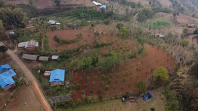 Photo of लुङ्गिनका किसान व्यावसायिक सुन्तला खेतीमा आकर्षित