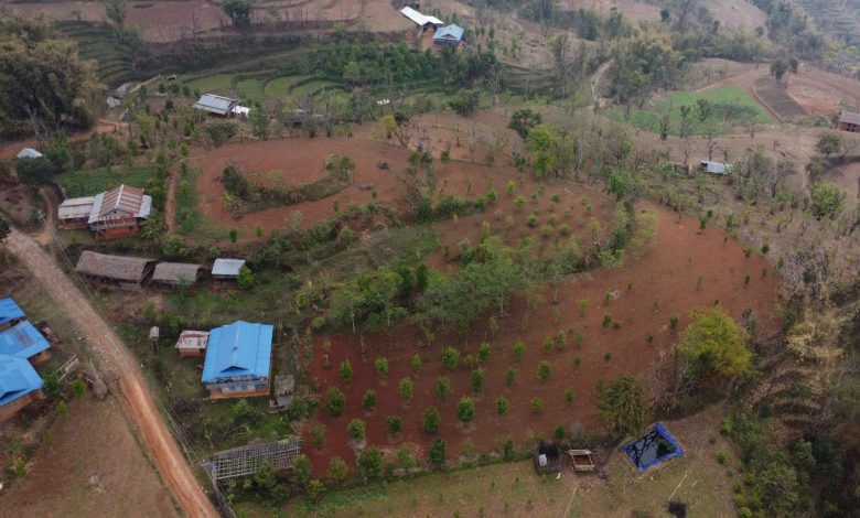 लुङ्गिनका किसान व्यावसायिक सुन्तला खेतीमा आकर्षित