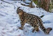 Photo of उपल्लो मुस्ताङमा हिमचितुवाको आक्रमणबाट २१ भेडाच्याङ्ग्रा मरे