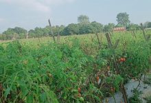 Photo of तरकारीखेतीबाटै मनग्य आम्दानी गर्दै किसान