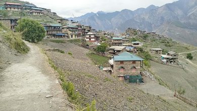 Photo of यार्सा संकलन गर्न स्थानीय लेकतिर लागेपछि गाउँ नै सुनसान