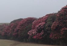 Photo of ‘मुन्दुम ट्रेल’का ‘गुराँस’ले तान्दै पर्यटक