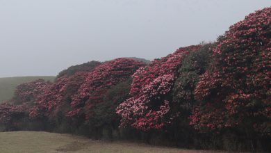 Photo of ‘मुन्दुम ट्रेल’का ‘गुराँस’ले तान्दै पर्यटक