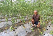 Photo of ऋण खोजेर सुरु गरेको तरकारीखेतीले सोवितलाई दिलाएको पहिचान