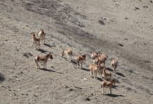 Photo of उपल्लो मुस्ताङमा देखिए जङ्गली गधा