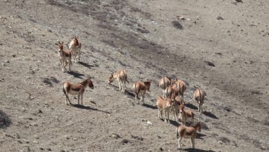 Photo of उपल्लो मुस्ताङमा देखिए जङ्गली गधा