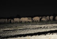 Photo of हरेक रात आउन थाले हात्तीको बथान, बाहुनडाँगीमा त्रास