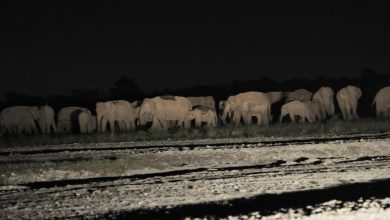 Photo of हरेक रात आउन थाले हात्तीको बथान, बाहुनडाँगीमा त्रास