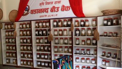 Photo of बीउ बैंकमार्फत रैथाने बाली संरक्षणमा जुट्दै ‘षडानन्द’