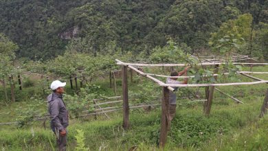 Photo of व्यावसायिक किवीखेतीमा जुट्दै खावाका किसान