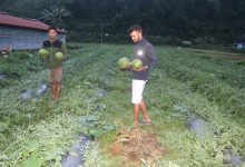 Photo of विजयपुर खोला किनारमा तरबुजाखेती, भनेजस्तै आम्दानी