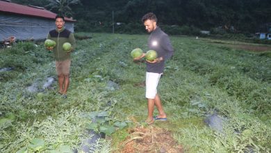 Photo of विजयपुर खोला किनारमा तरबुजाखेती, भनेजस्तै आम्दानी