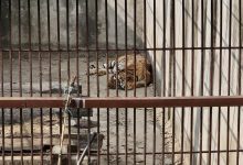 Photo of समस्याग्रस्त बाघ व्यवस्थापन गर्न ‘टाइगर सेन्चुरी’ योजना
