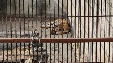 Photo of समस्याग्रस्त बाघ व्यवस्थापन गर्न ‘टाइगर सेन्चुरी’ योजना