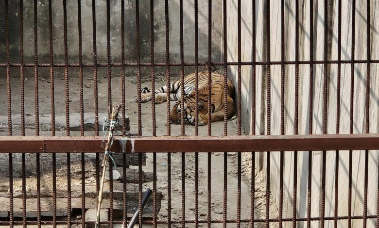 समस्याग्रस्त बाघ व्यवस्थापन गर्न ‘टाइगर सेन्चुरी’ योजना समस्याग्रस्त बाघ व्यवस्थापन गर्न ‘टाइगर सेन्चुरी’ योजना